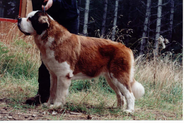 Lasquite's Bordeaux of Kooba