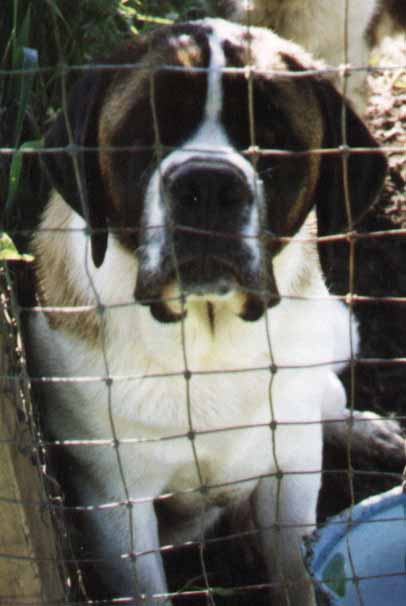 Ch. Copper Mtn's Magical Wishes