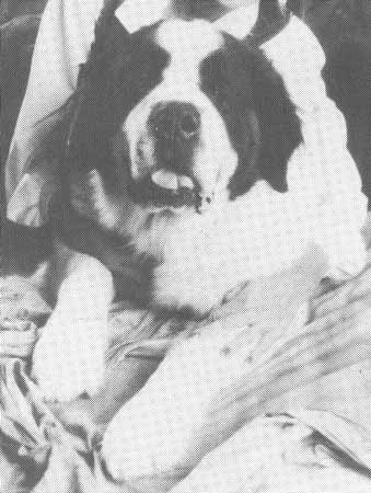 Am. Ch Copper Mnt's She's Magic