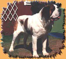 Swed/Fin. Ch. Heimer's Yackson Cambridge