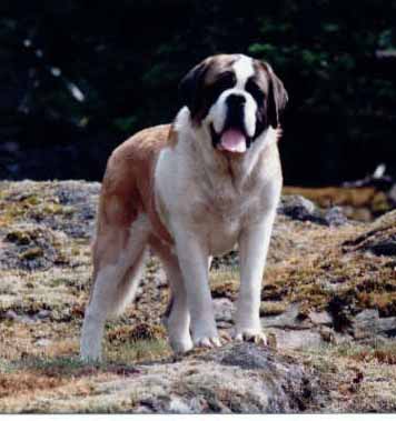 Benbaron's Kootenay O'Iceman