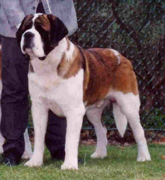 Ch. Lynchcreek's Mac Neil