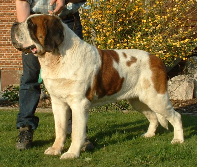 Multi Ch. Friend Makers Master Quality