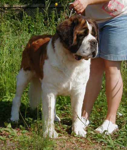 Heezedoorn's Hollywood Moonlight