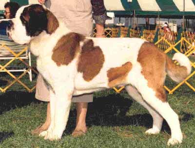 Am. Can. Ch. Nerthus Cool Hand Luke