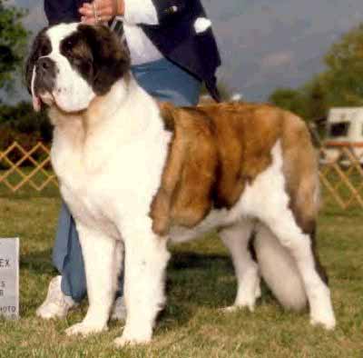 Am. Can. Ch. Nerthus Have a Heart