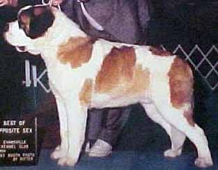 Ch. Nerthus Somethin To Believe In