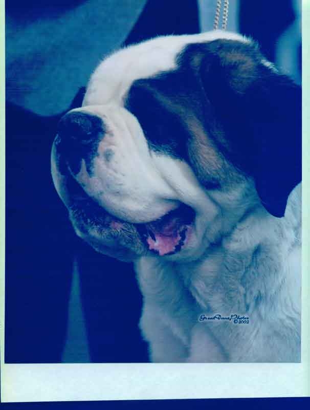 Biss. Can. Ch. Gavlena's Skyz the Limit