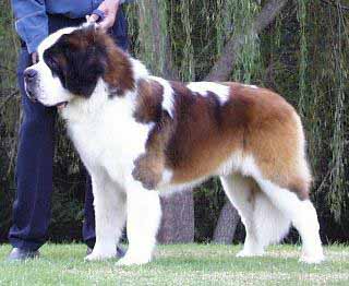 Am.Ch. Stoan's Valiant Bart of Mica